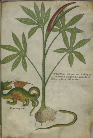 Planta, drake och orm ur bok om botanik på latin. 
