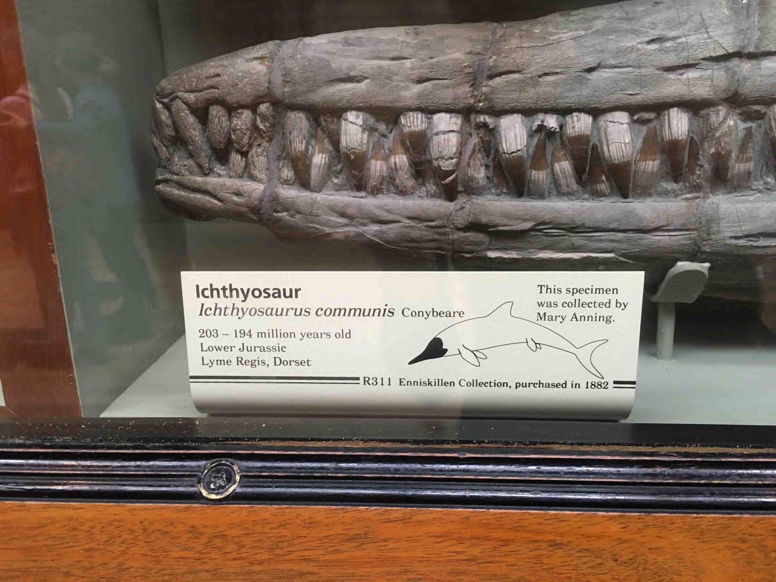 Mary Annings ichthyosaurus.