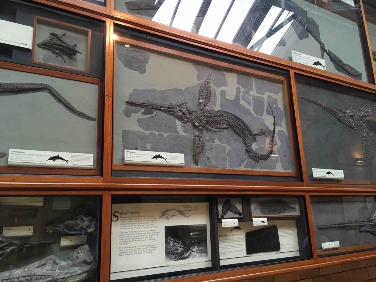 Sea dragons på Natural History Museum.